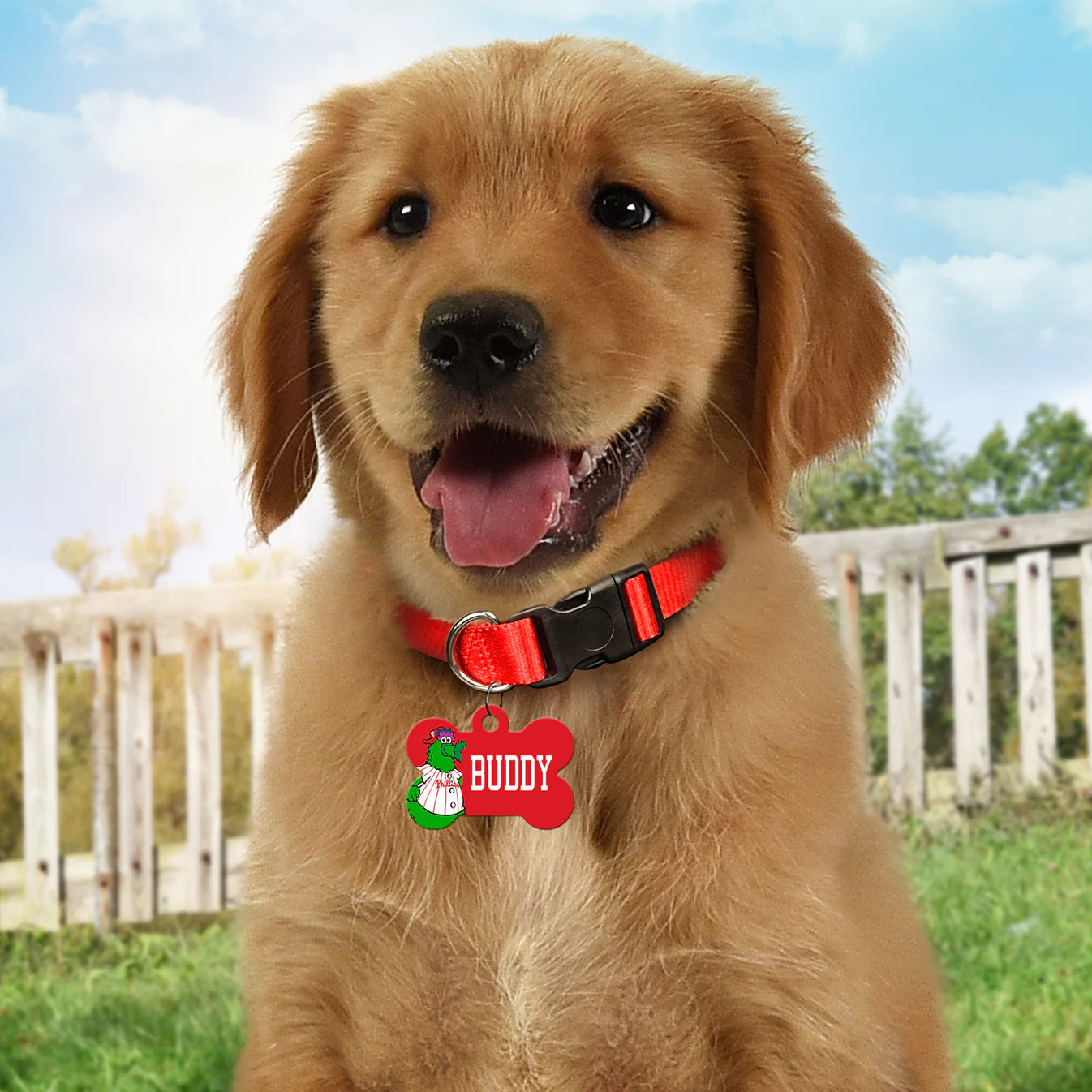 Red bone-shaped dog tag featuring the Phillie Phanatic mascot and the name "Buddy," attached to a black dog collar
