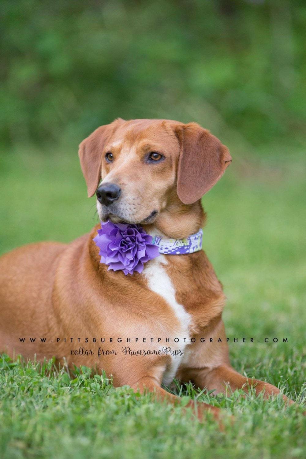 4-inch purple dog collar flower accessory on a dog.