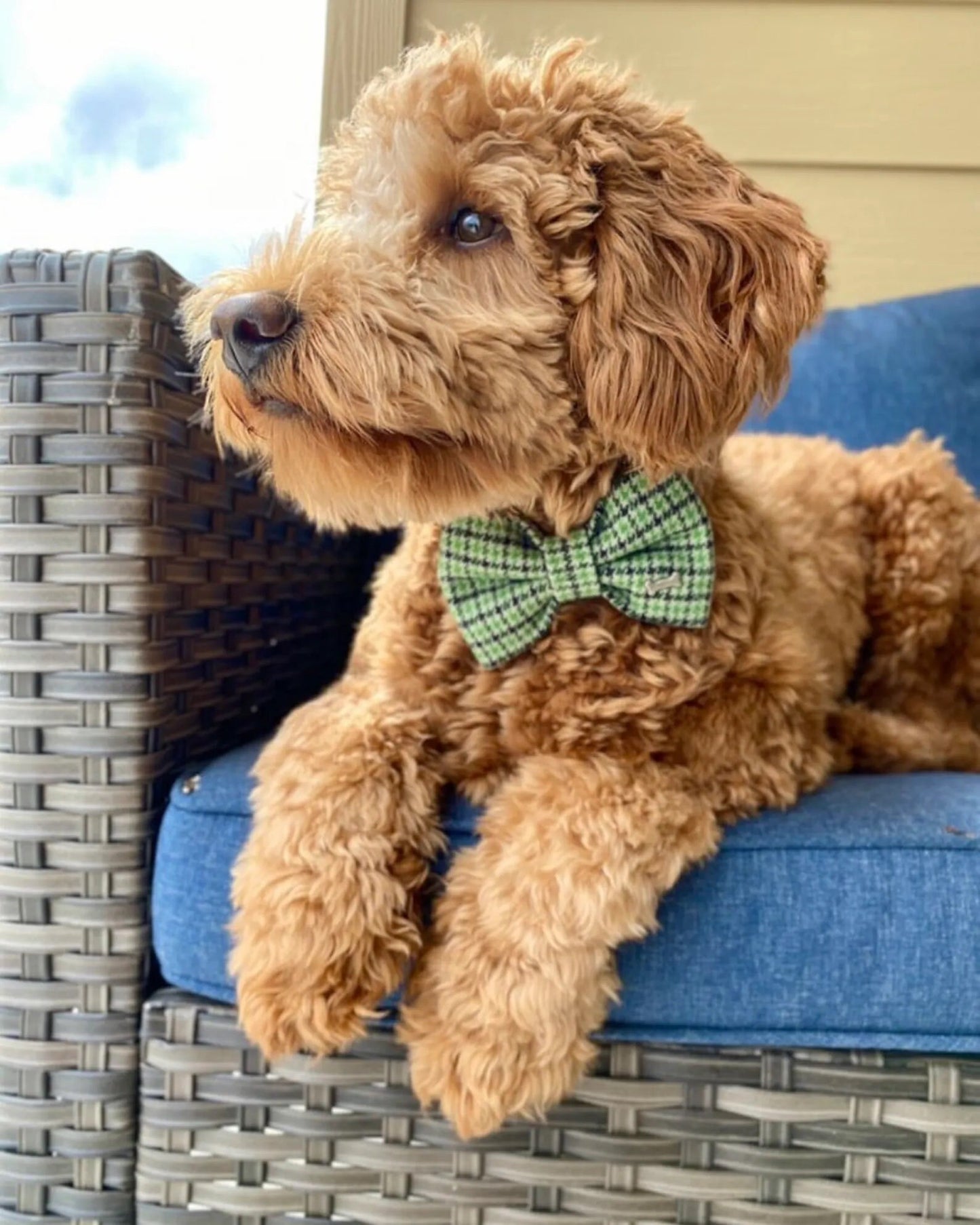 Green Plaid Dog Bow Tie