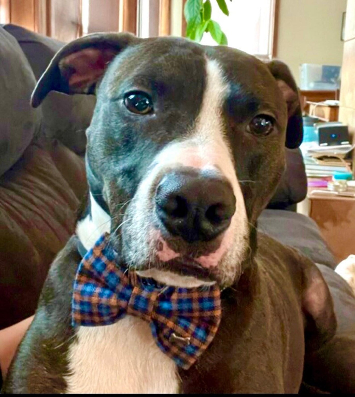 Blue & Orange Plaid Bow Tie