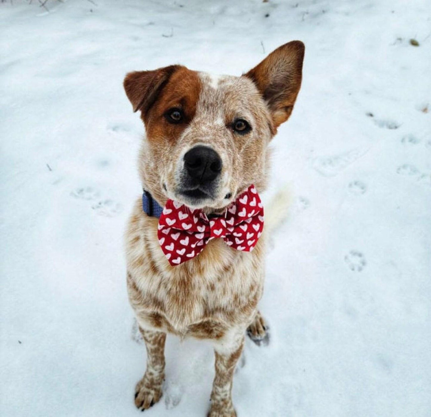 Valentine's Day Heart Dog Bow Tie
