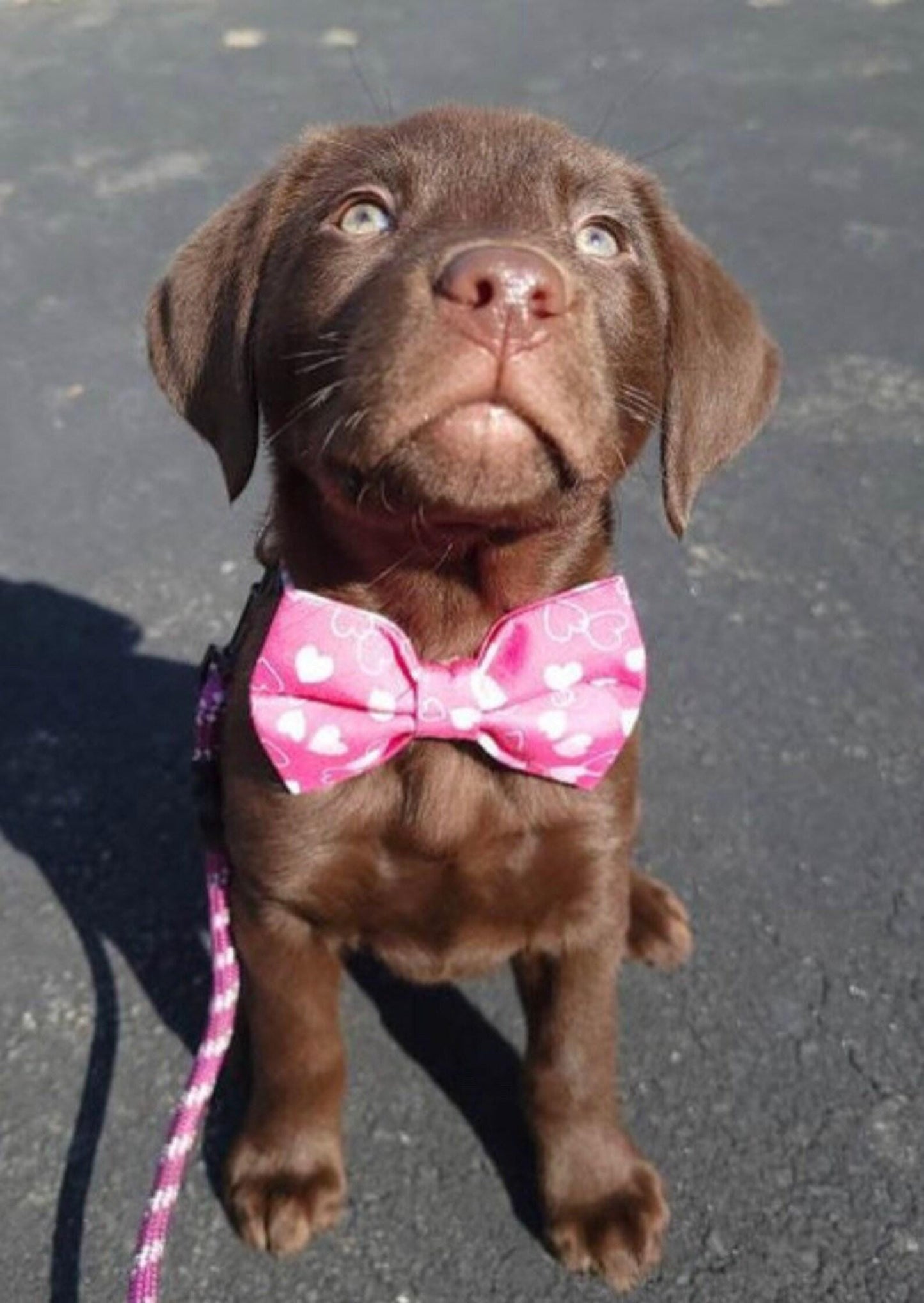 Pink Heart Bow Tie