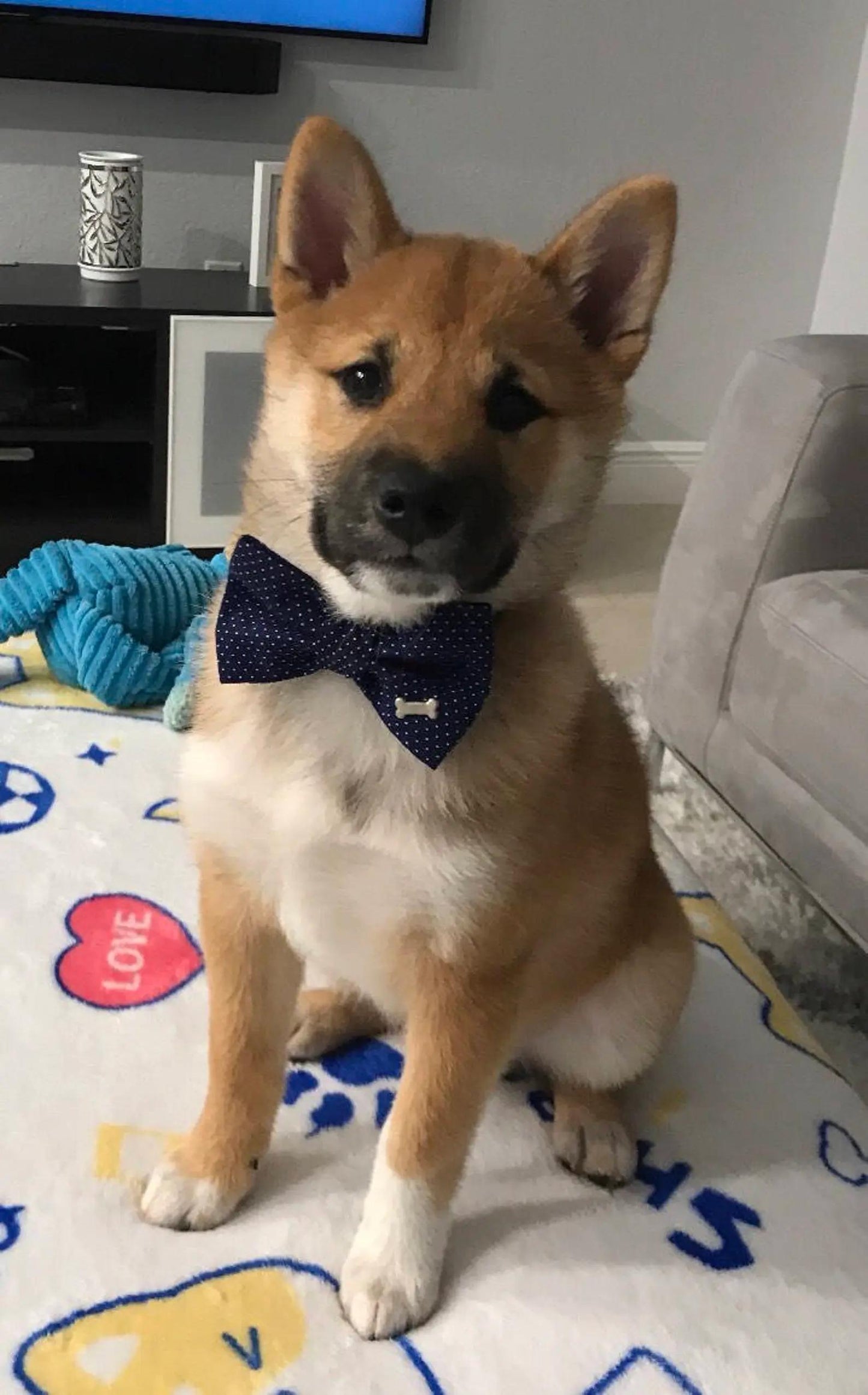 Navy Dot Dog Bow Tie