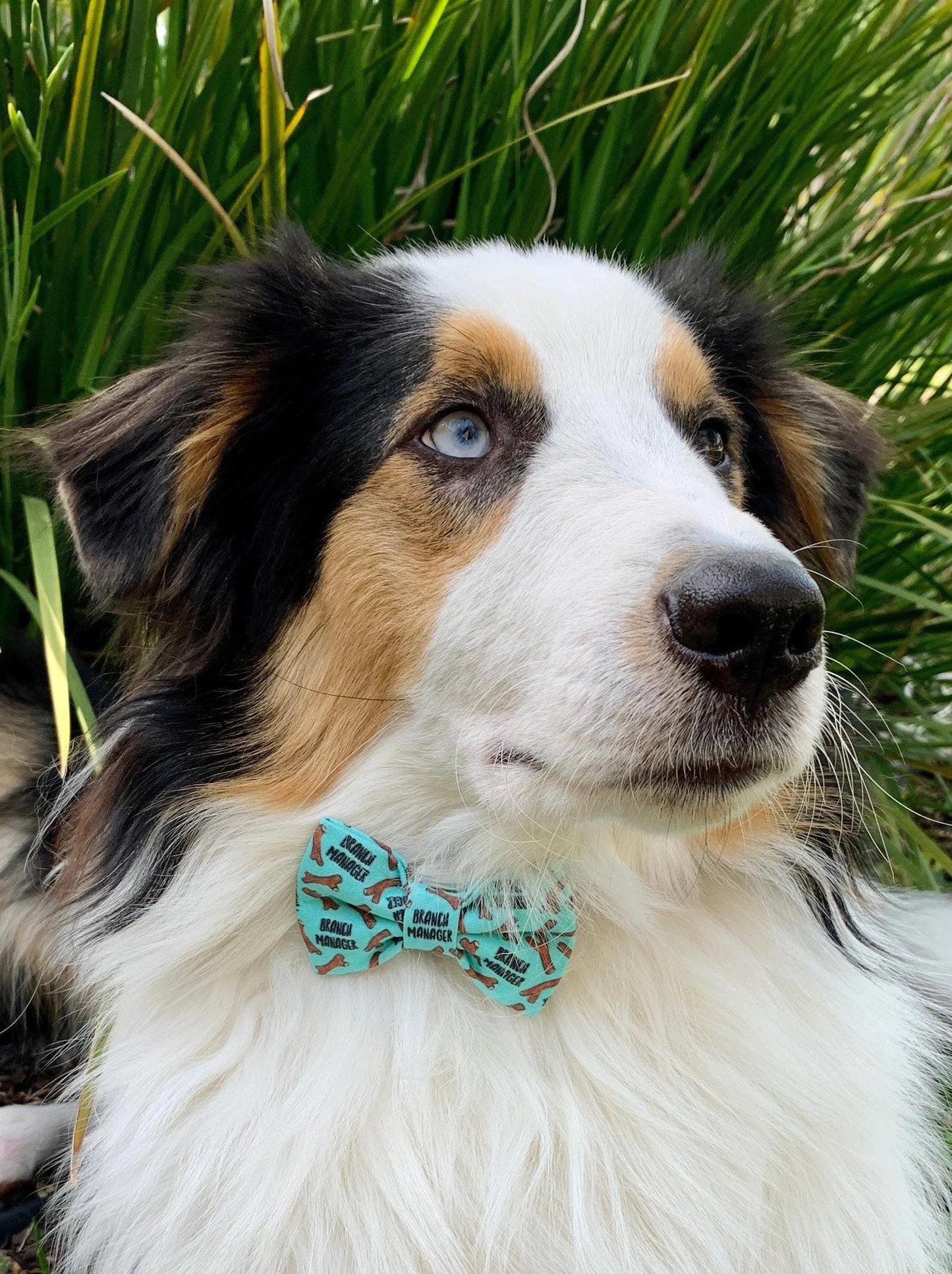 Dog wearing a mint green dog bow tie featuring a repeating pattern of brown sticks and the phrase “Branch Manager,” perfect for playful pups who love fetch.