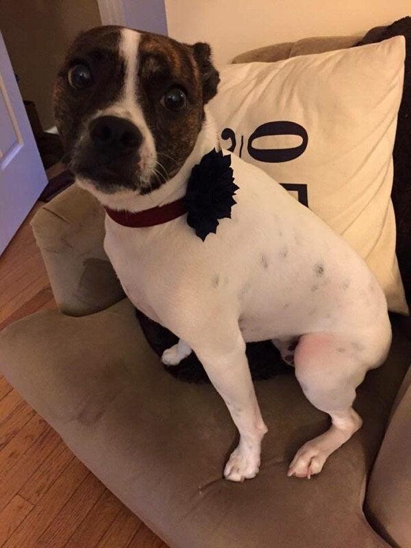 3-inch dog collar flower accessory with fluffy bloom on dog's collar.