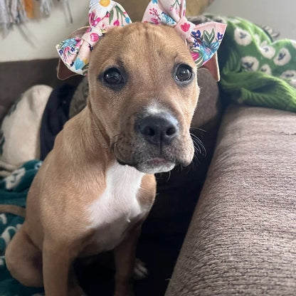 Blush Bouquet Dog Bow Headband