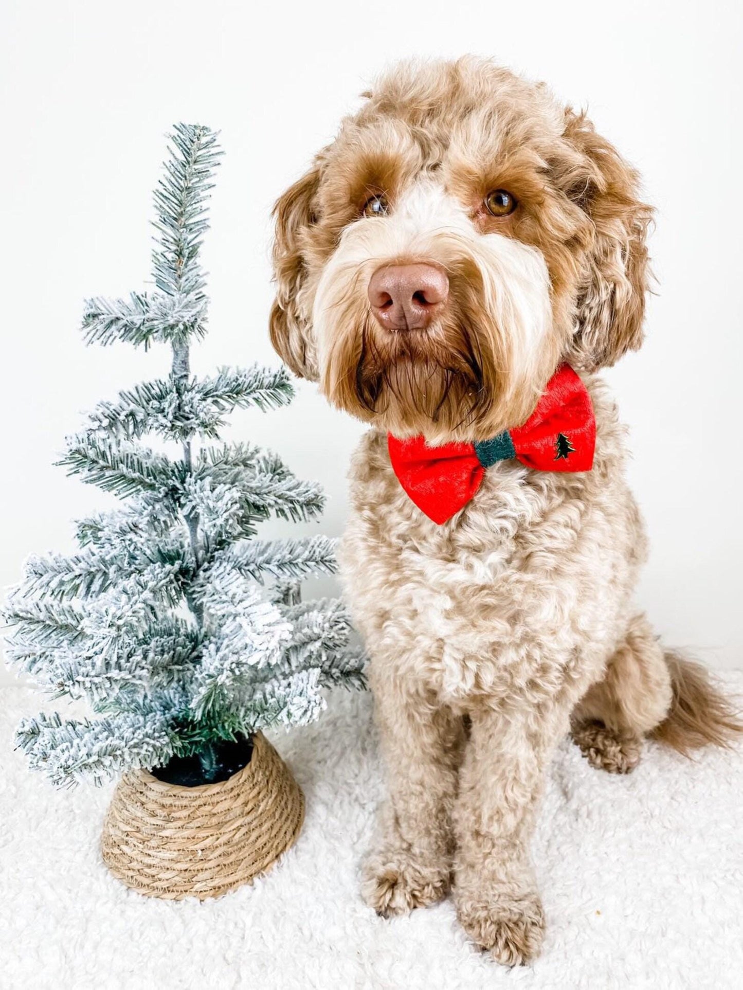 Dog wearing a red bow tie with a small Christmas tree in the background