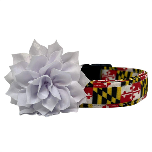 Dog collar featuring the Maryland state flag pattern with bold red, white, black, and gold elements, accented with a white dog collar flower, displayed flat on a white background.