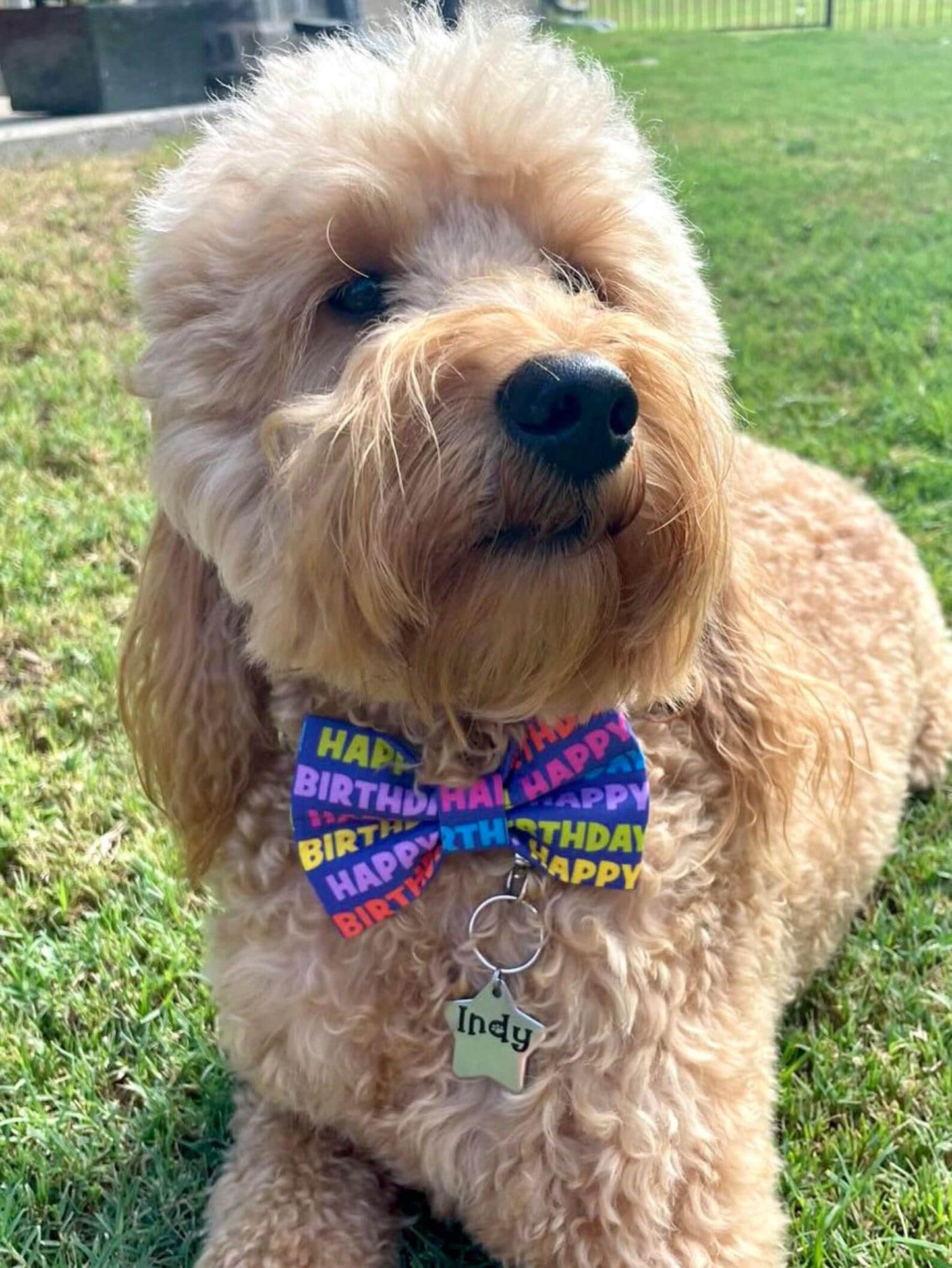 Dog Bow Tie, Bow Tie for Dog, Happy Birthday Dog Bow Tie, Doggie Bow Tie, Dog Bow Tie, Dog Birthday Accessory, Dog Birthday Bow
