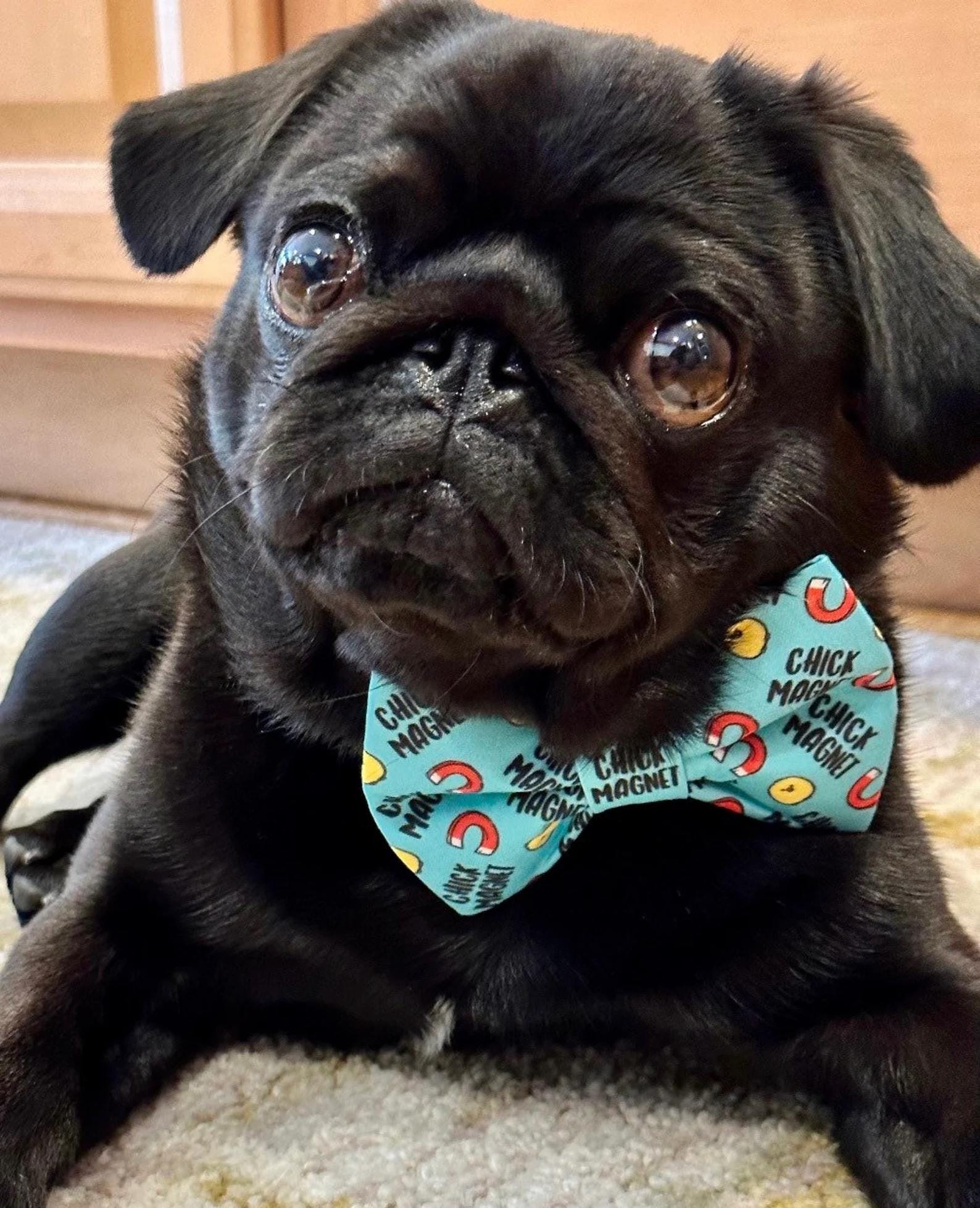 Black pug wearing a turquoise dog bow tie with a playful “Chick Magnet” pattern featuring yellow chick faces and red magnets, perfect for flirty, fun-loving pups.