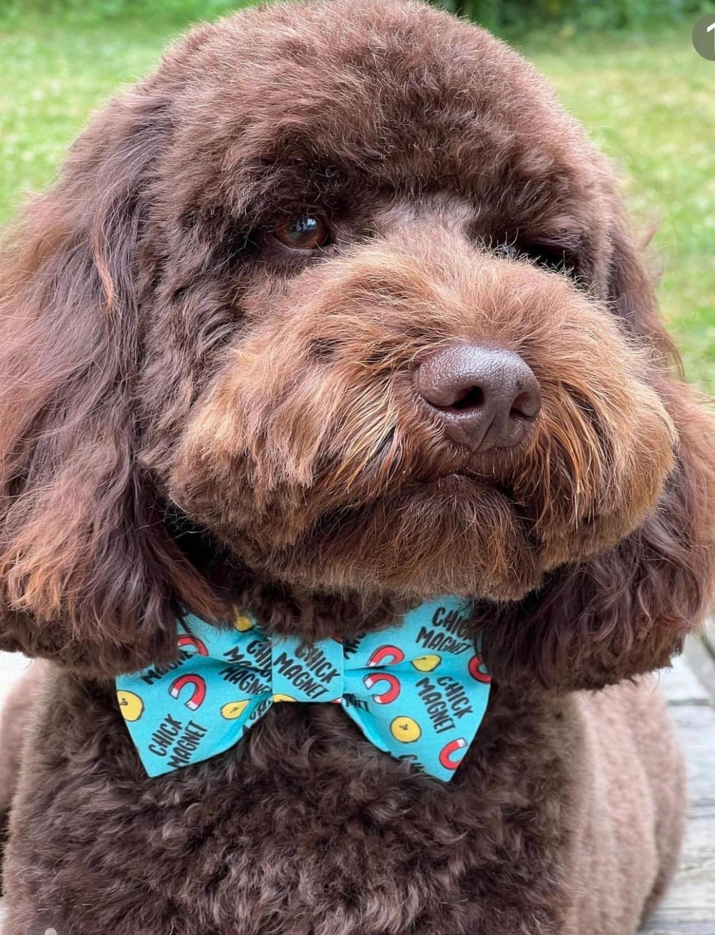 Fluffy brown dog wearing Turquoise dog bow tie with a playful “Chick Magnet” pattern featuring yellow chick faces and red magnets, perfect for flirty, fun-loving pups.