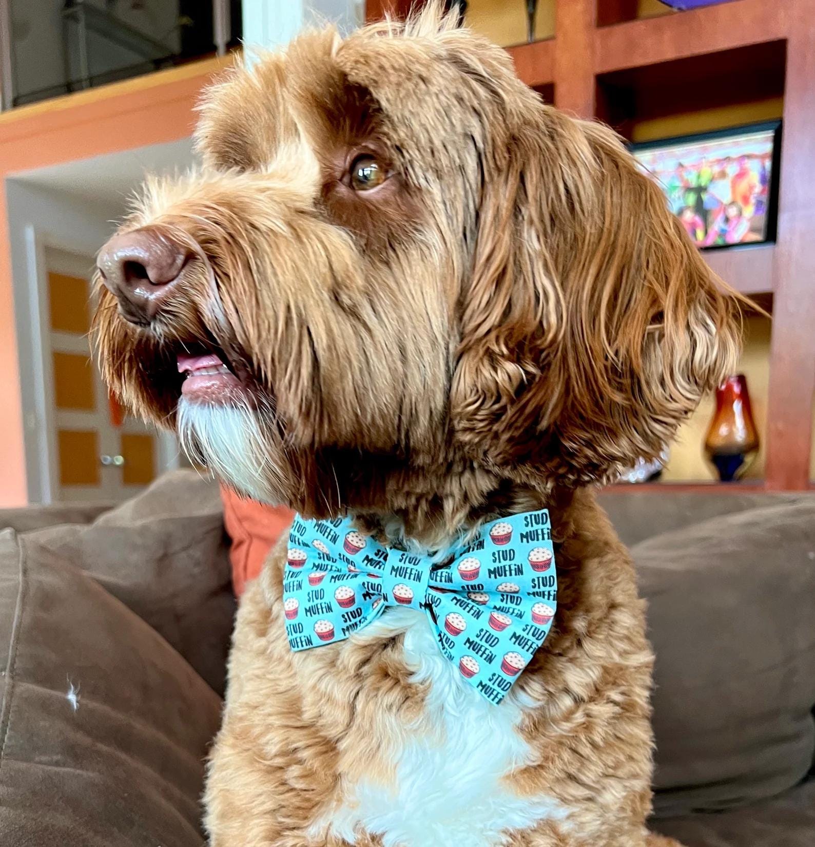 Fluffy brown dog wearing a light blue dog bow tie with a playful “Stud Muffin” pattern featuring cartoon muffins, perfect for charming pups with big confidence.