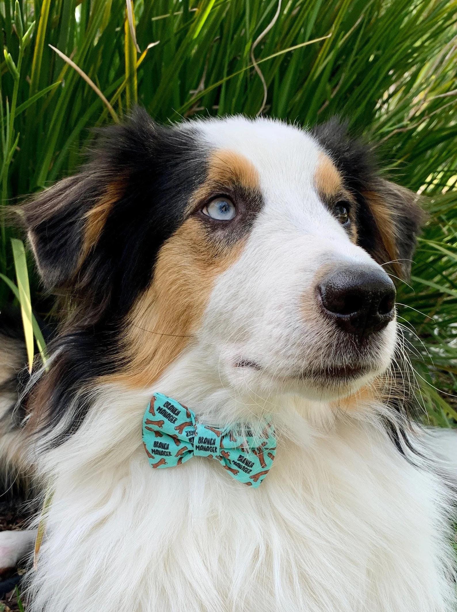 Dog wearing a mint green dog bow tie featuring a repeating pattern of brown sticks and the phrase “Branch Manager,” perfect for playful pups who love fetch.